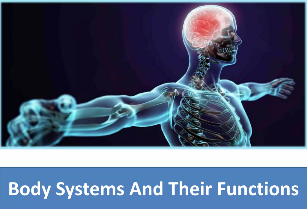 Body Systems And Their Functions