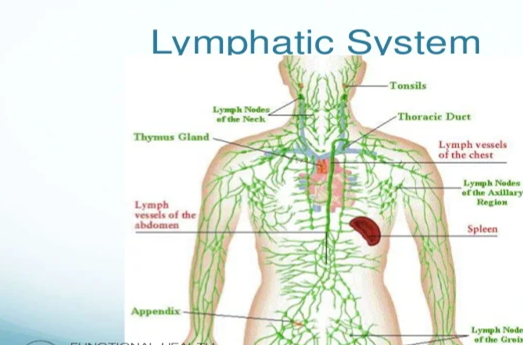 Endocrine and Lymphatic System (slideshare.net)Endocrine and Lymphatic System (slideshare.net)