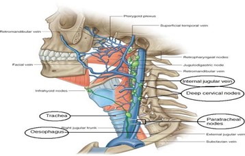 Anterior and lateral neck
