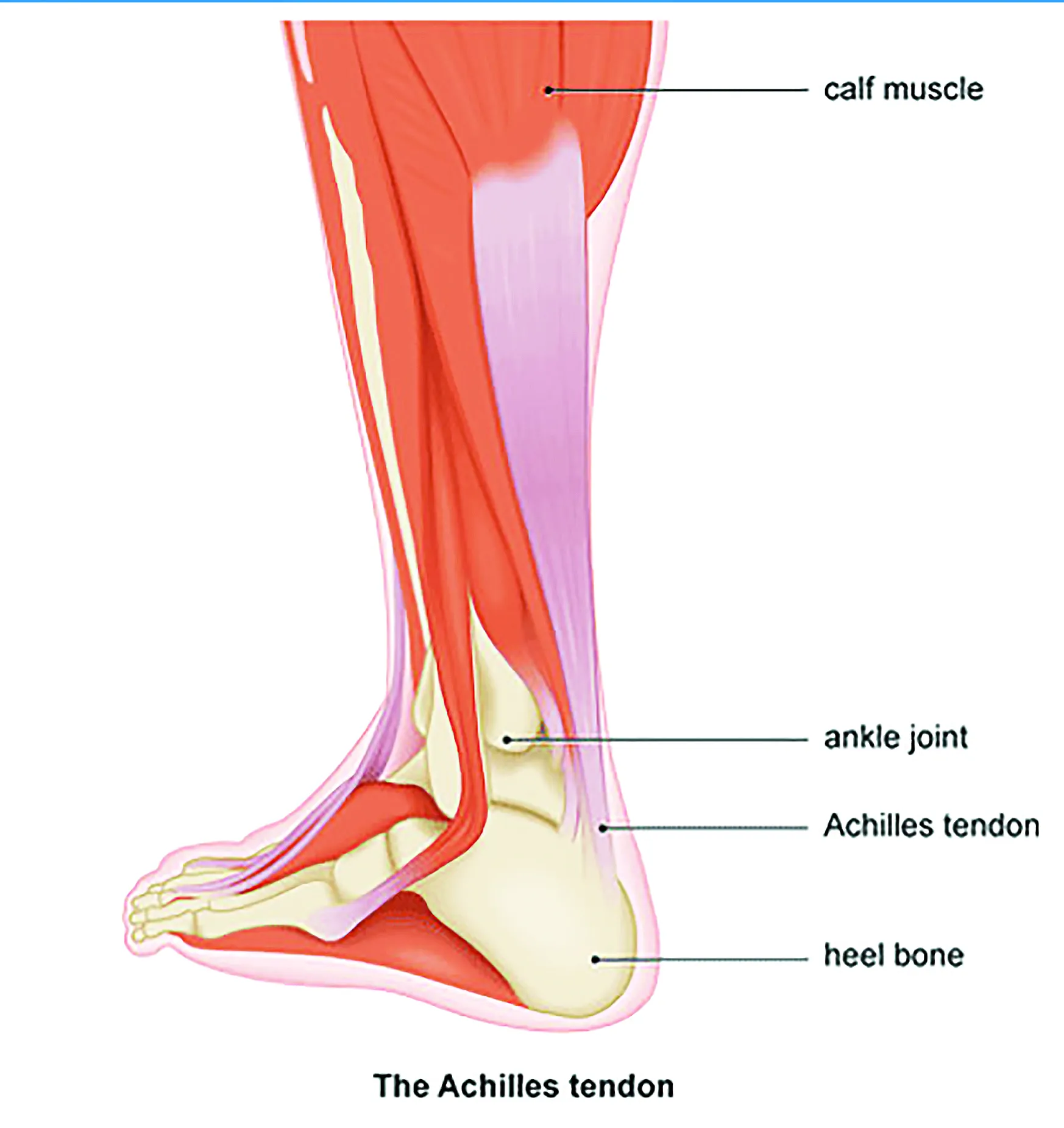 About the Achilles Tendon